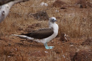 Blue-footed boby galapagos saari