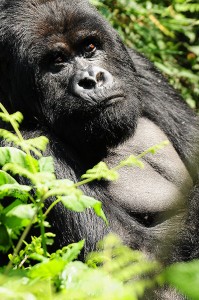 Africa Rwanda Black Back Gorilla