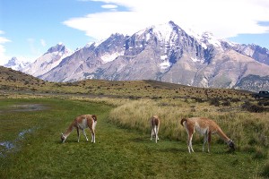 Chile Torres del Paine Vicuñas abercrombie and kent adventure