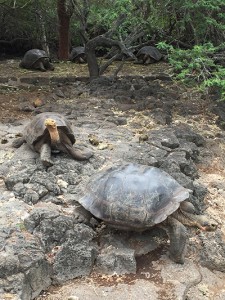 giant tortoise galapagos adventure travel wildlife abercrombie and kent2