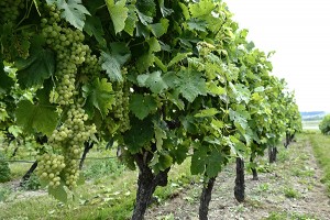 ugni blanc vines cognac thierry gromik