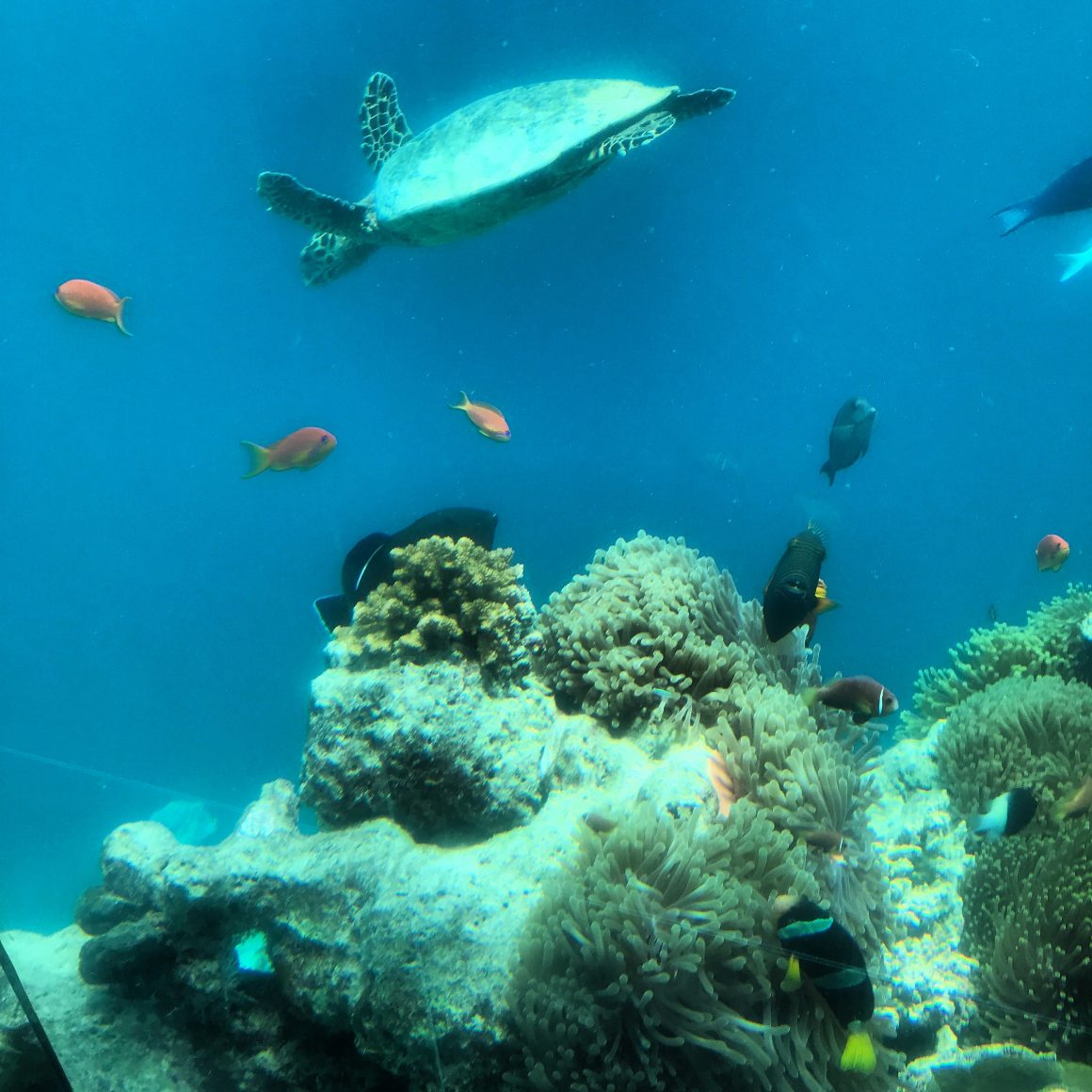 dining companions turtle sealife sea restaurant anantara kihavah maldives luxury resort skelly