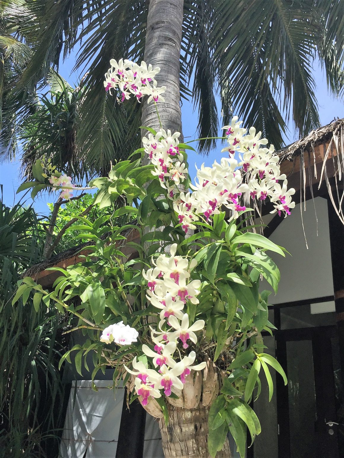 tree orchids abundance anantara kihavah maldives paradise lush popovic