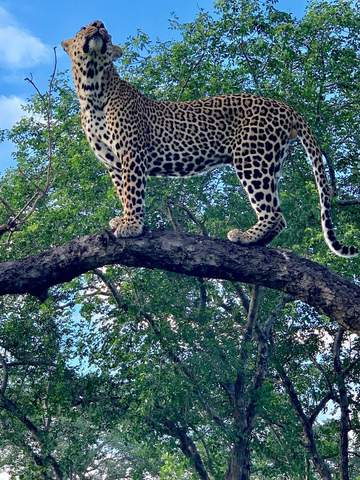 Leopard tengile river lodge sabi sand game reserve south africa skell 